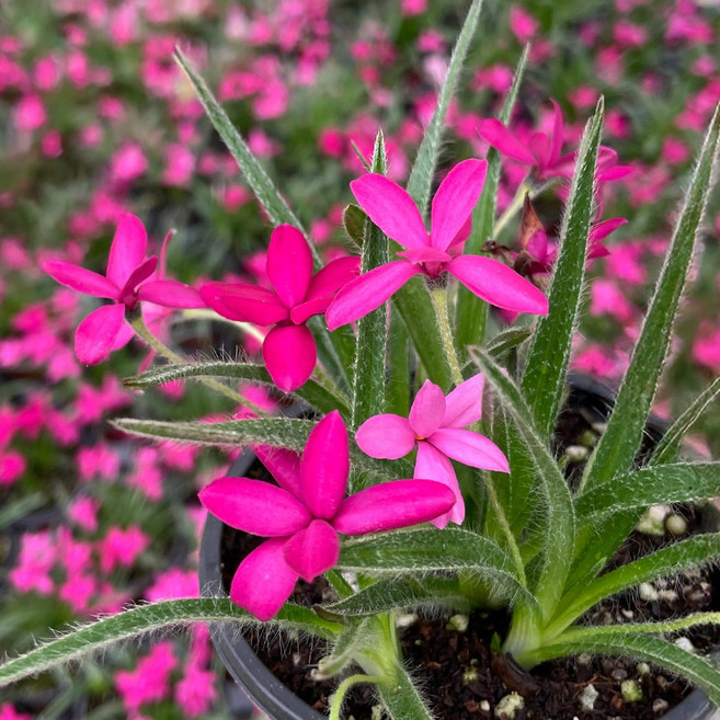 마이플랜트 설란 소형 꽃모종 야생화 동양란 서양란, 2개