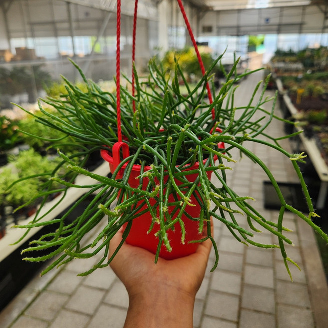 립살리스 레인 행잉화분69 선인장 다육식물 꽃비종합원예, 1개