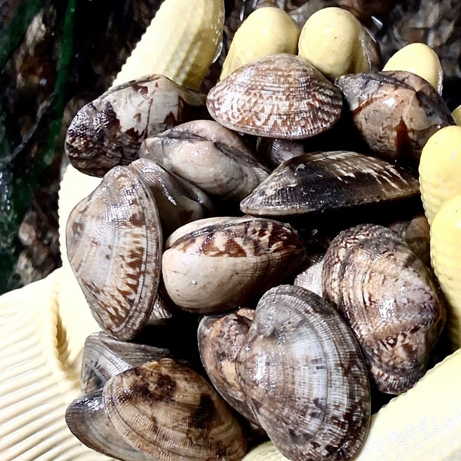 윤수산 왕 바지락 국내산 남해안 해감, 1박스, 5kg