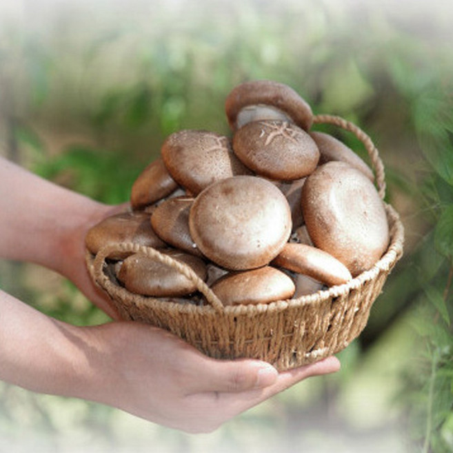 승민아 버섯따자 표고버섯 가정용 2/3kg 산지당일출고, 1박스, 3kg