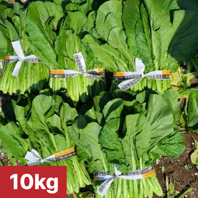 [여수 청년농부] 당일제조 국내산 생갓 여수돌산생갓, 1개, 10kg