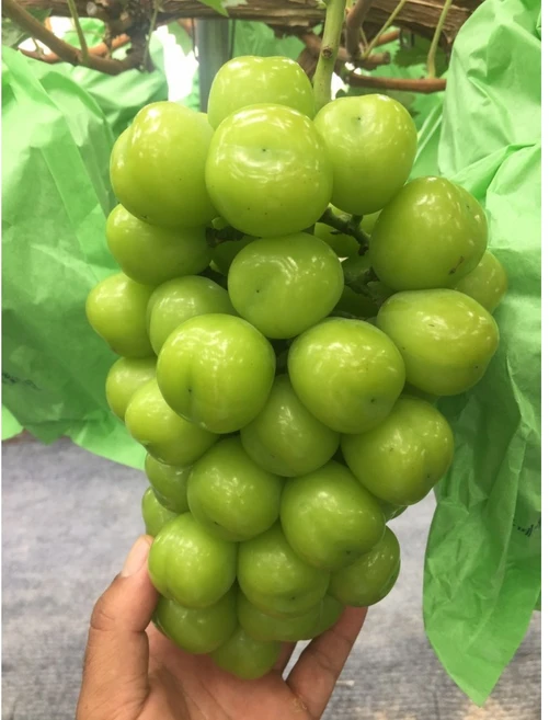 포도나무 묘목 삽목1년생, 샤인머스켓, 1개 - 쿠팡