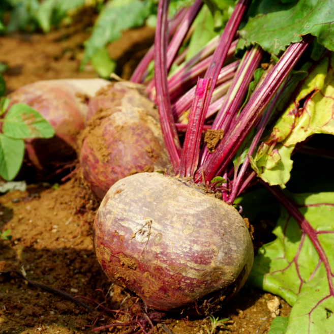 제주 레드비트 재구매율 1위 달콤 아삭 제주비트, 1박스, 제주 레드비트 1kg 혼합과