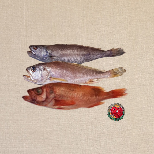 반건조 생선 제수용 생선 제사 생선 선물용 생선 셋트 침조기 민어 적어(빨간고기), 침조기35cm민어36cm적어36cm(소), 1개