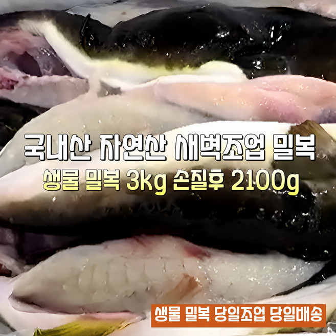 [산지직송] 국내산 자연산 새벽조업 당일손질 동해 고성. 속초 생물참복어 생물밀복어 생물까치복어 선물용 가정용, 1박스, 생물밀복어 3kg 손질후 생물밀복어 2.1kg 내외