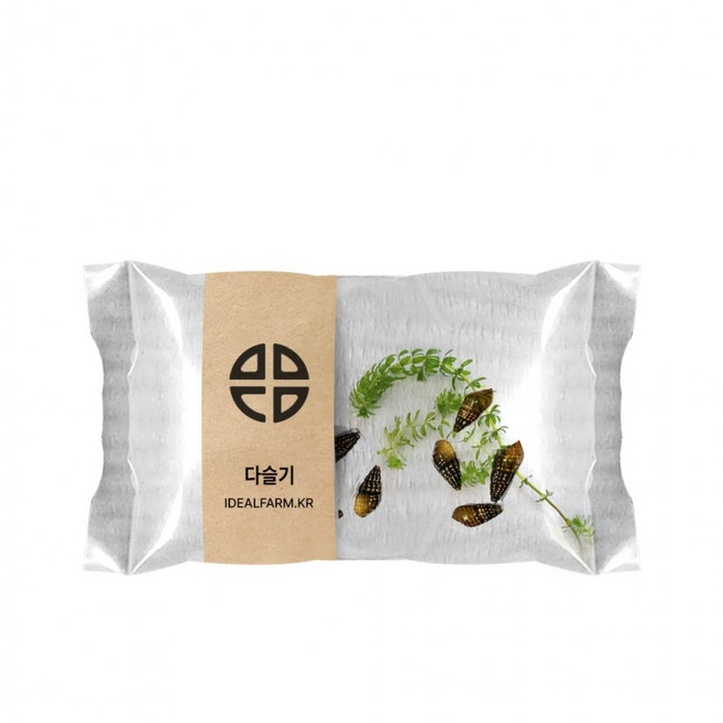 관찰 학습용 다슬기, 1개