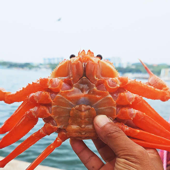 연지홍게 3kg 수율 90% 구룡포 산지직송 자숙홍게, 1개, 실속형 수율 70% 3kg(8~11미 내외)