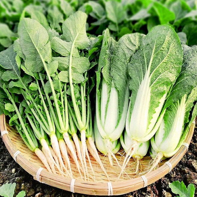 포천 사계절청년농부 김치용 어린 열무 얼갈이 산지직송 정량 포장, 1박스, 열무 3kg 얼갈이1kg