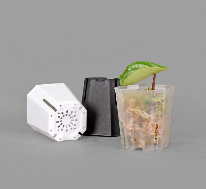 마이플랜트 팔각 삽목 슬릿화분, 화이트