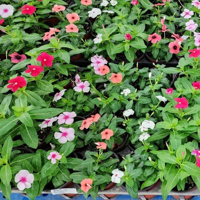 일일초 매일초 야생화 꽃 화분 야생화 그린식물팜, 1개