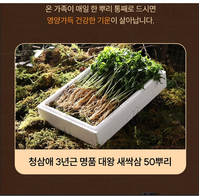 [정흥채-임꺽정 새싹삼]청삼애 3년근 명품 대왕 새싹삼, 50개
