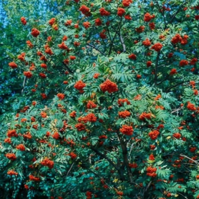 마가목나무 묘목 중묘 5주 - 유실수 조경수 약용수, 1개