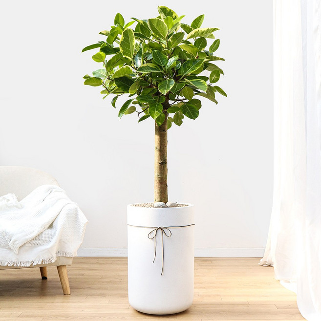 드셀플라워 금전수 돈나무 개업 화분 집들이 선물 승진 사무실 이전 병원 개원 식당 개업식 축하 화분 배달 당일배송, 26.뱅갈고무나무 × 1개