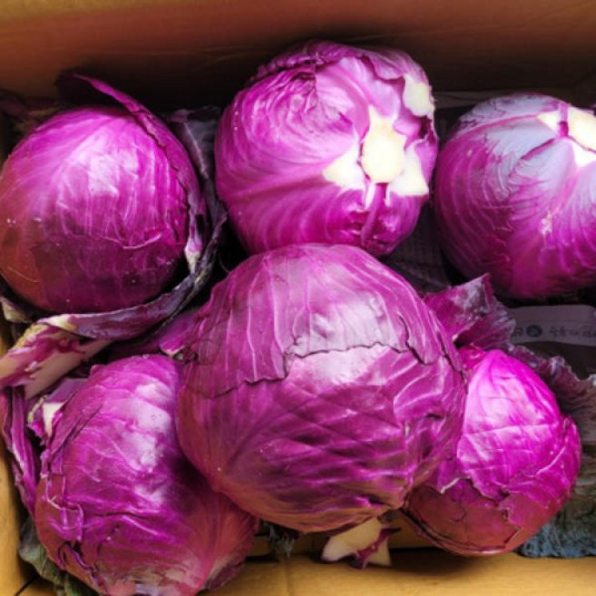 적채 레드캐비지 샐러드용 제철채소, 1kg, 1박스, 국내산 적채