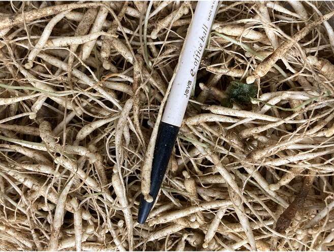 1년근 미삼 400g 가는삼만 포장 반찬용미삼, 1개