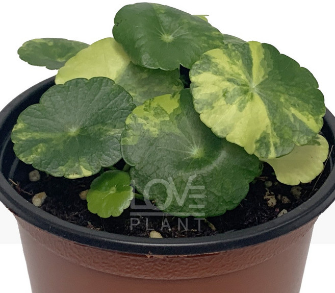 꽃사랑식물나라 무늬워터코인 워터코인 어항 수생식물 수경재배 식물 인테리어 소품 화분, 1개