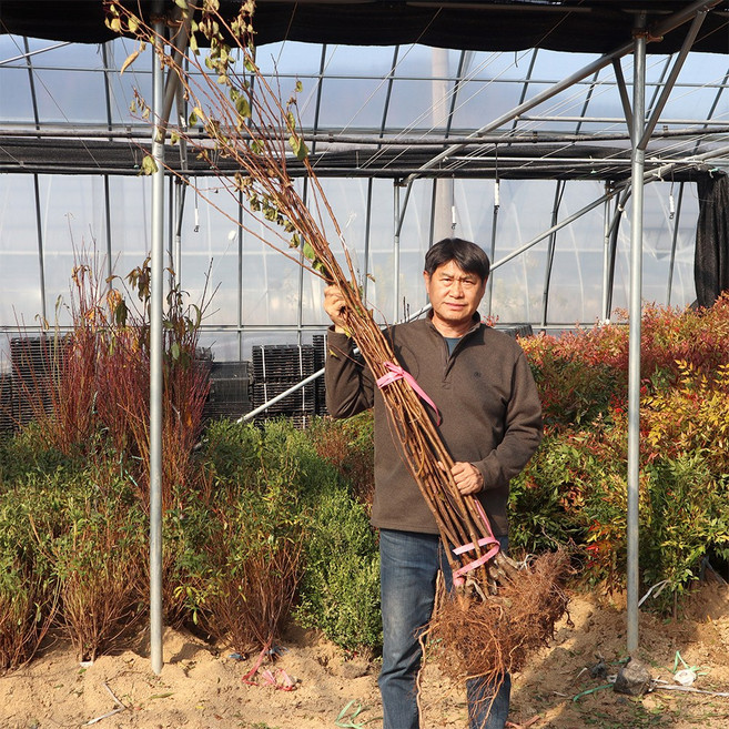 왕 살구나무 묘목 접목 1년생 초하 하코트 홍천간 샤이니 심포니 티파니 하모니 유실수 과일나무 원예 가드닝, 1개, 샤이니 (상묘) 접목 1년