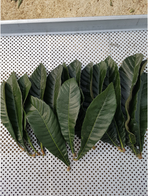 유기농 완도 비파생잎 1kg, 1개