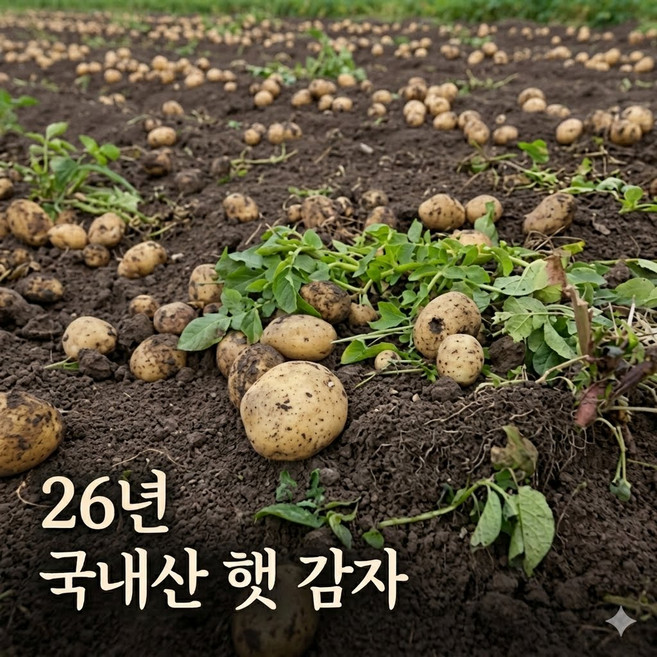 [특가] 국내산 26년 햇 홍감자, 1박스, 3kg(특)