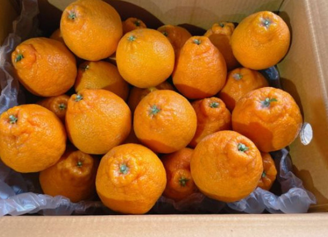 제주 한라봉 가정용3kg5kg, 1개, 3kg, 3kg
