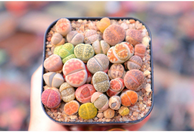 로나가든 미니리톱스모듬(소) 1년생 희귀다육이 말발굽 선인장 군락지, 미니리톱스모듬