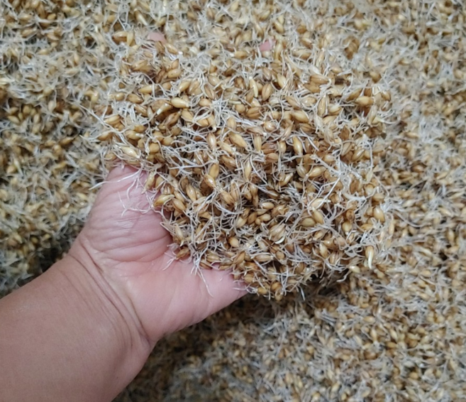 명절 식혜만들기 경북 안동 엿질금세트 엿기름 총1kg 맥아 보리싹, 2개