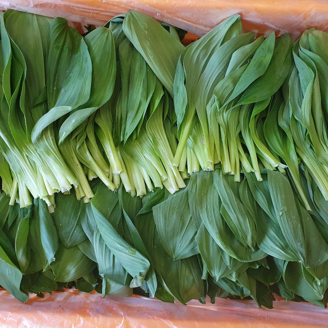 강원도 홍천 노지재배 명이나물 2키로 4키로 울릉도종 잎명이 노지명이 산마늘 홍천두촌면, 1박스, 2kg