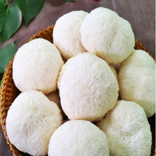 생노루궁뎅이버섯 3팩 500g 무농약 방사능불검출 부모님선물2월24일부터발송합니다 - 쿠팡