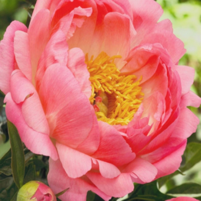 개량작약 코랄선셋 3-5분얼, 1개