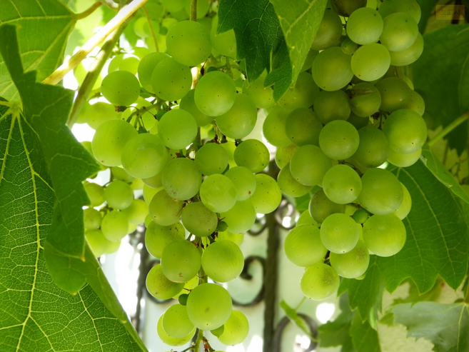 [타임특가] 초고당도 프리미엄 샤인머스켓 망고포도, 1개, 2KG (3-5수)