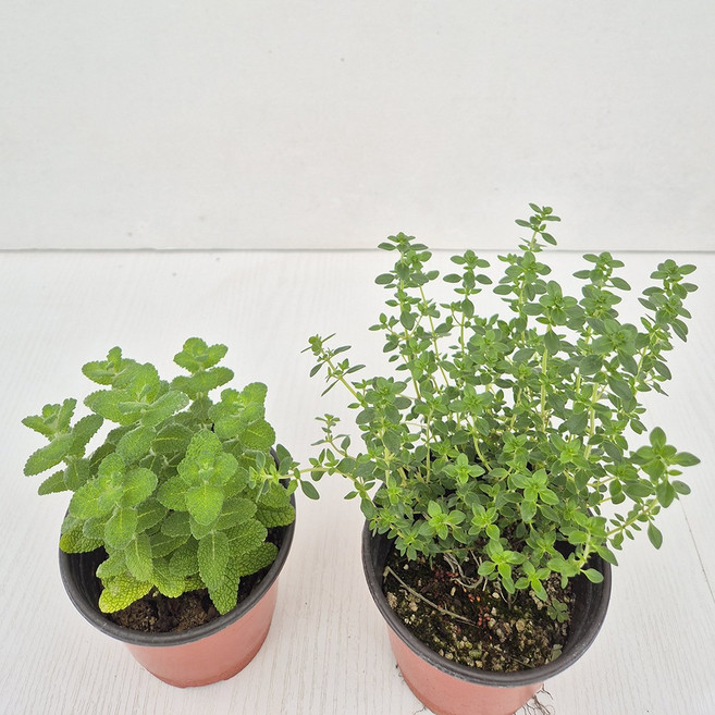 아비가든 향기나는 애플민트 + 허브 교차모음., 2개, 애플민트+레몬타임