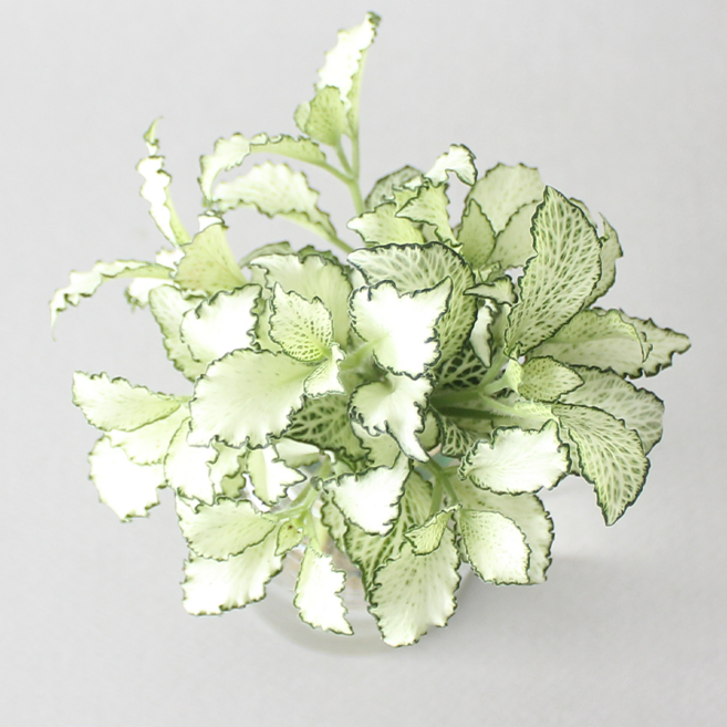 수경 재배 식물 휘토니아 화이트스타 5p 실내 공기정화식물 플랜테리어, 식물단품, 1개