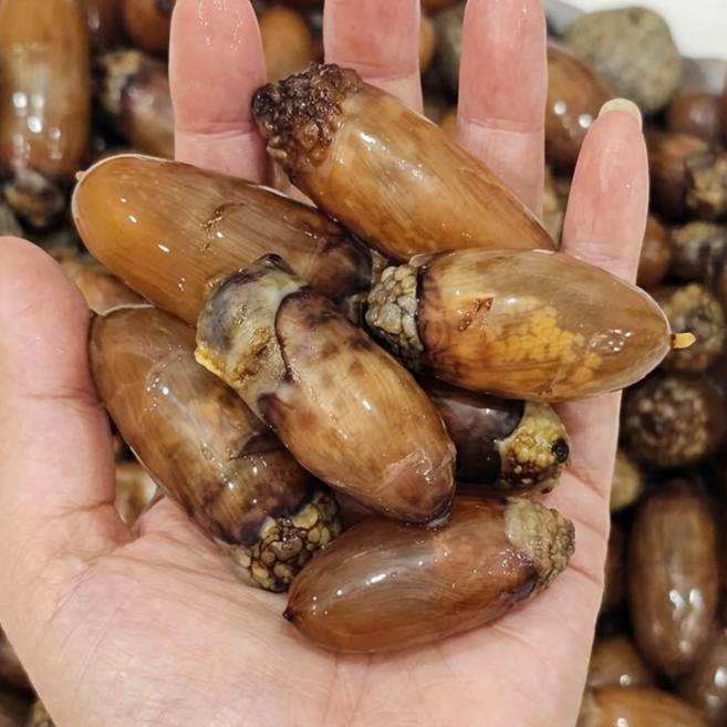 [초특가할인] 미더덕 국내산 생물 활 미더덕, 1박스, 미더덕 생물 1kg