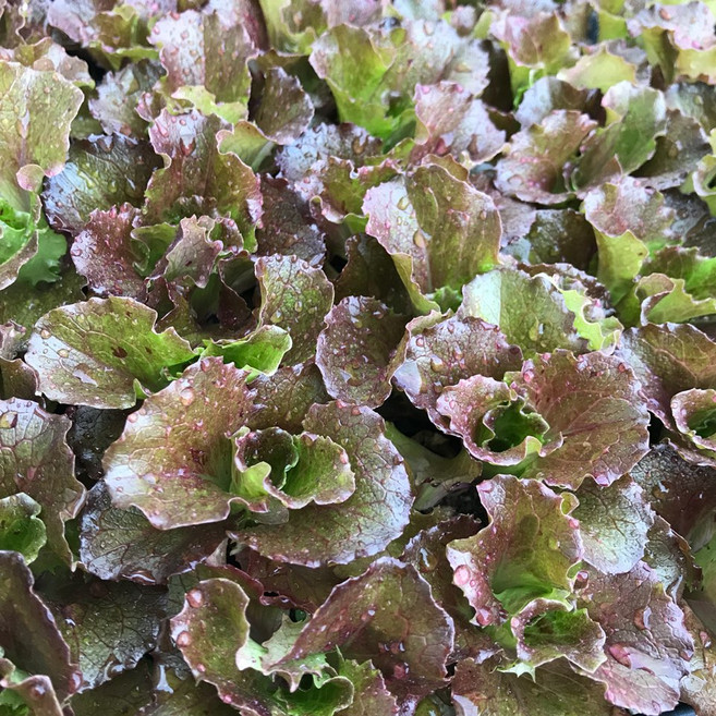 청년농부 튼실한 적색아삭이 적아삭이 상추 모종5개 베란다텃밭 쌈채소