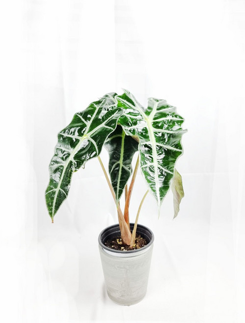 서비내 거북알로카시아 알로카시아 아마조니카 alcocasia amazonica 실내식물 인테리어 플랜테리어 공기정화식물, 1개