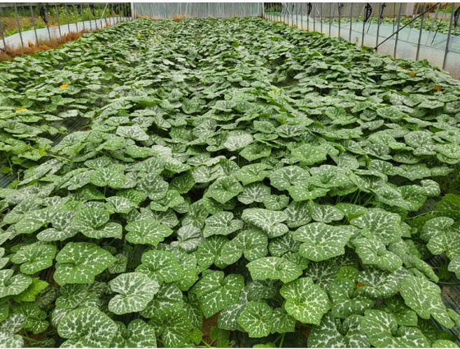 호박잎400g 익산 가정농장 여름별미 호박잎쌈 쌈채소 쌈밥 강된장쌈, 1개, 800g