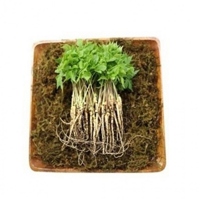 VDG 유황 새싹삼 미니 15cm내외 100뿌리, 1g, 1개