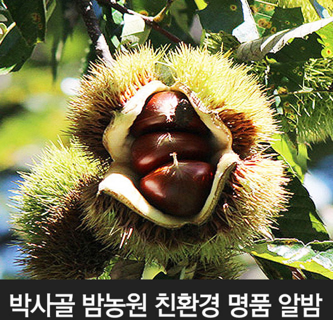 박사골 알밤 중 4kg / 유기농 명품밤 햇밤, 1개