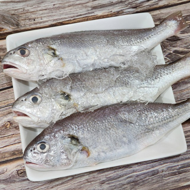 제주도 생물 백조기 생조기 2kg