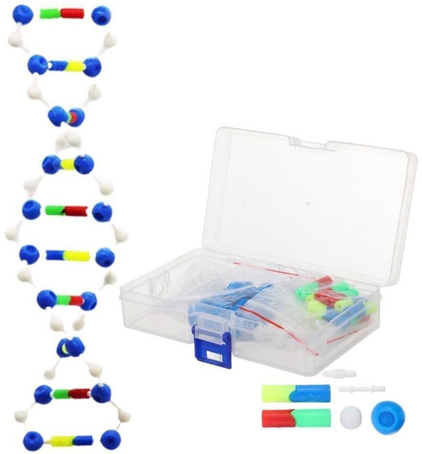 생물수업 DNA 자기복제과정 이중나선 모형세트 과학교구 기초과학 과학캠프, 1개