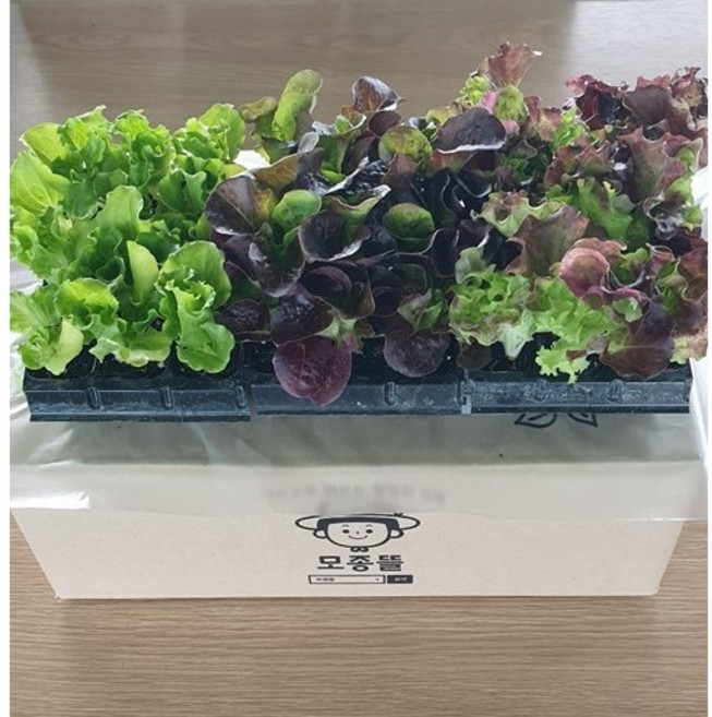 모종뜰 상추모종 3종 세트 36(구) 꽃상추 아삭이 생채 오향적치마 텃밭채소 키우기, 1개