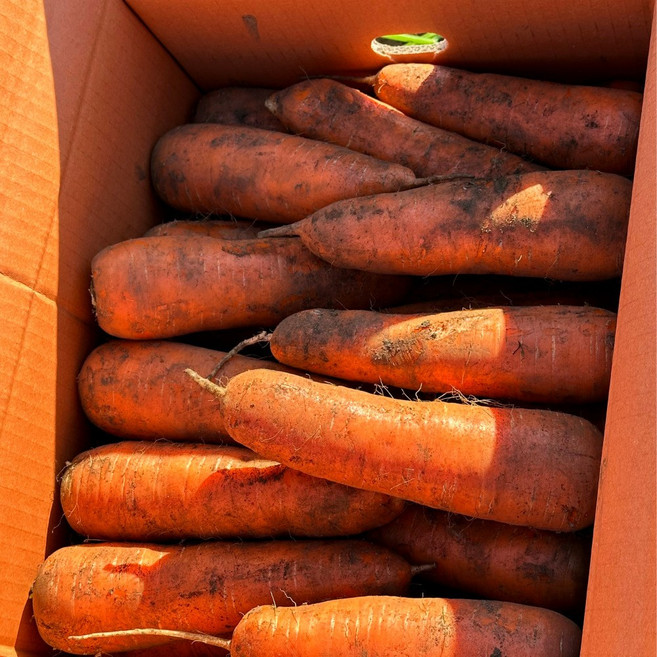 [시온이네] 당도한가득 당근 제주 흙당근 국내산 2키로 3키로 5키로, 1개, 중 5kg (선별품)