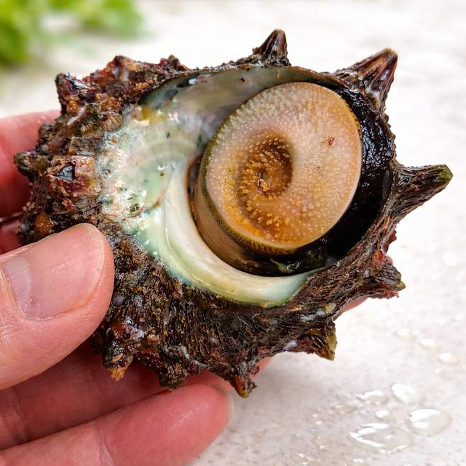 푸른마을 포항 산지직송 신선 뿔소라 활소라 쫀득한 식감, 1박스, 1kg