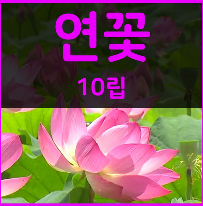 꽃씨몰 꽃씨 봄 파종 여름꽃씨 가을 노지월동 다년생 야생화 양귀비 종자 꽃씨앗, 1개