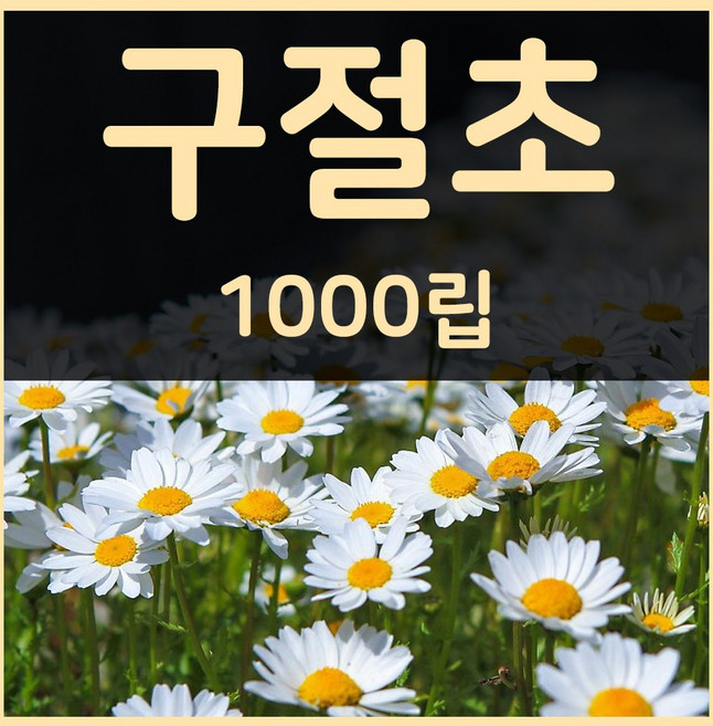 꽃씨몰 꽃씨 봄 파종 여름꽃씨 가을 노지월동 다년생 야생화 양귀비 종자 꽃씨앗, 1개