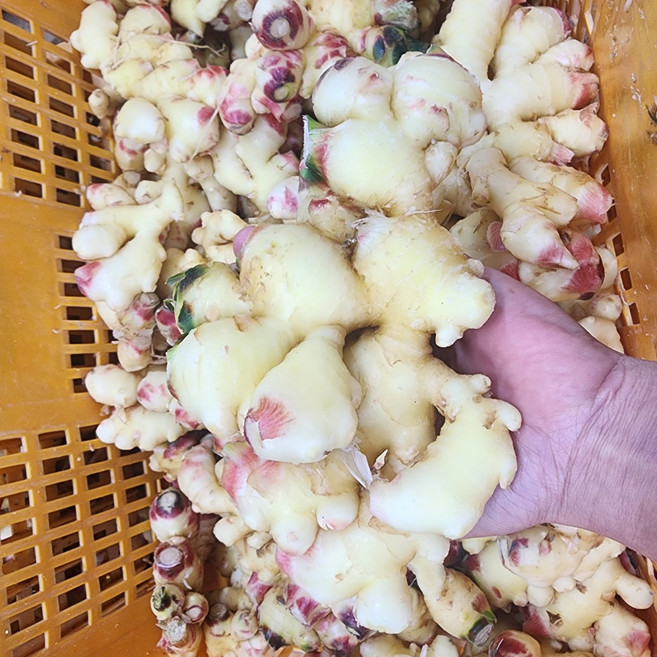 생강 햇생강 세척생강 특품 25년 국산, 1개, 햇세척생강-(특품) 5kg