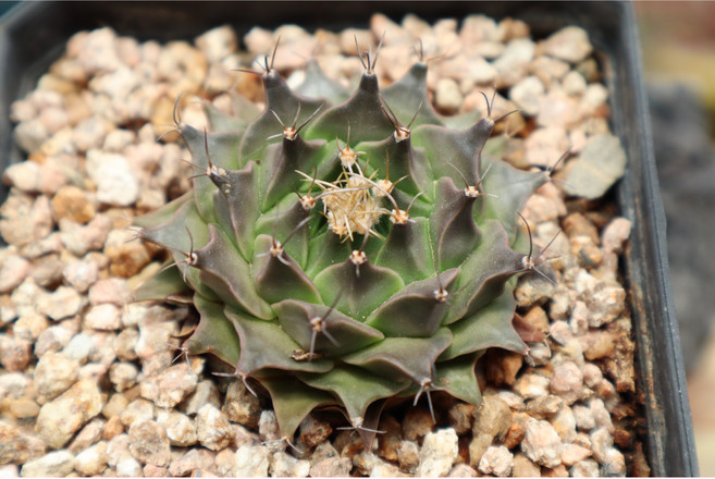 묵은 제관 선인장 분째배송 귀한 희귀다육, 1개