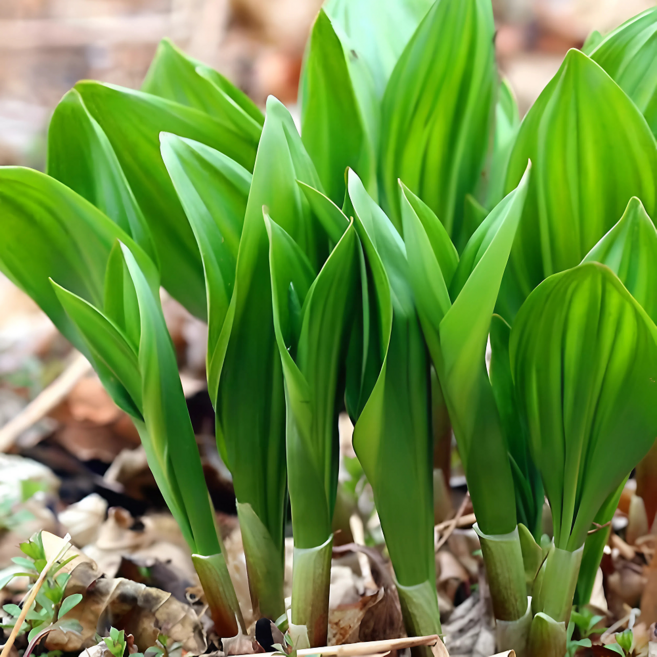 [주문폭주] 만족도1위 국산 생 명이나물, 1박스, 500g