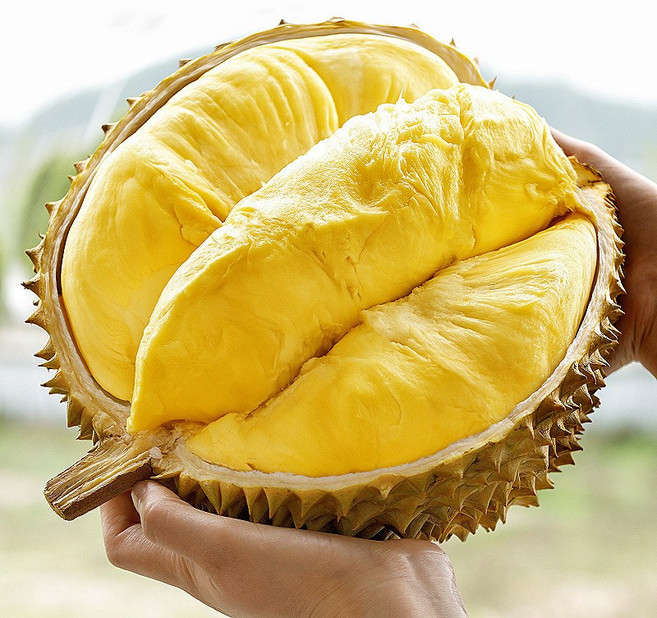 [특품선별] 태국농장직송 고당도크리미맛 통 두리안, 1박스, 1.5kg