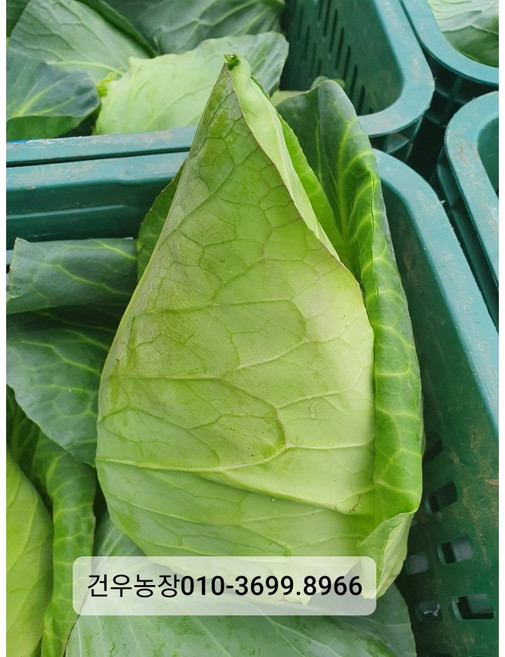 제주 건우농장 꼬깔양배추3kg(3개 정도) 생산자 작접 판매, 3kg(3개), 1개